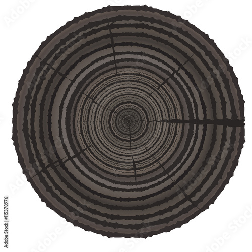 Cross section of tree stump isolated on white background
