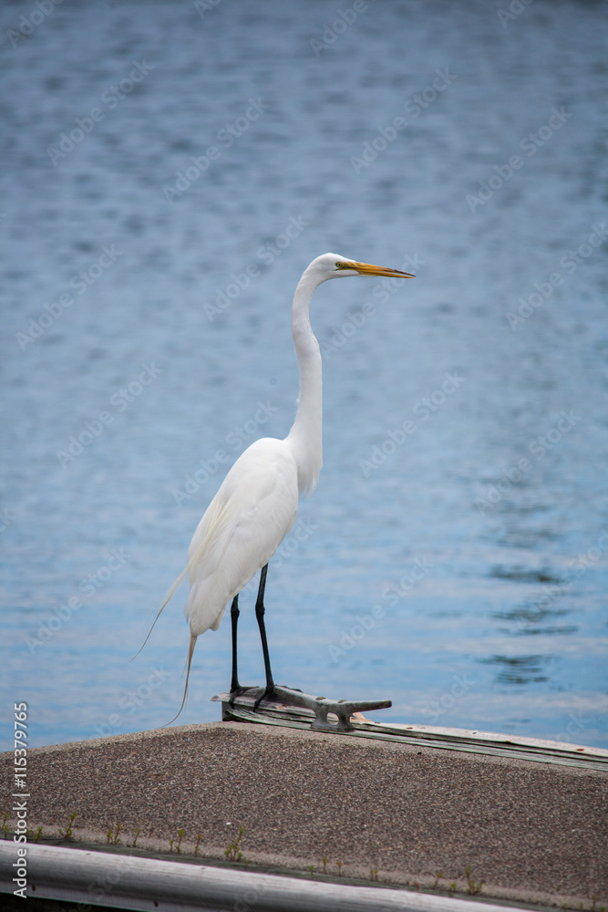 Egret on a dock