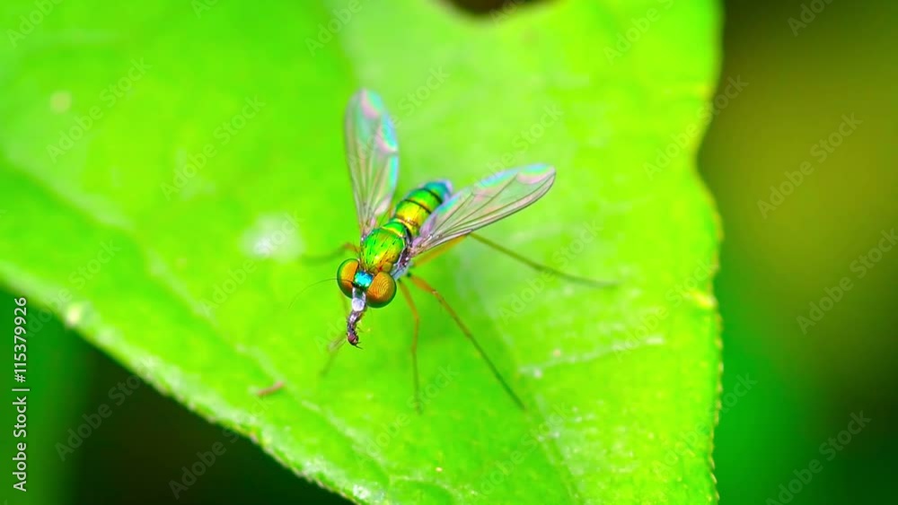 Predatory Doichopodidae, long legged fly, with its iridescent green body, standing on a leaf while devouring another insect. Video 1920x1080 Predatory Doichopodidae, long legged fly, with its iridescent green body, standing on a leaf while devouring another insect. Video 1920x1080