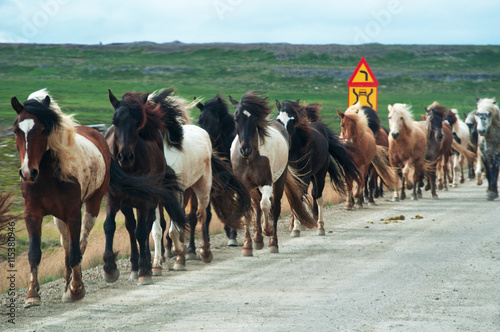 Islanda: cavalli al galoppo su una strada nella campagna islandese il 29 agosto 2012. Il cavallo islandese è una razza nativa dell'Islanda di piccola misura, quasi come un pony 