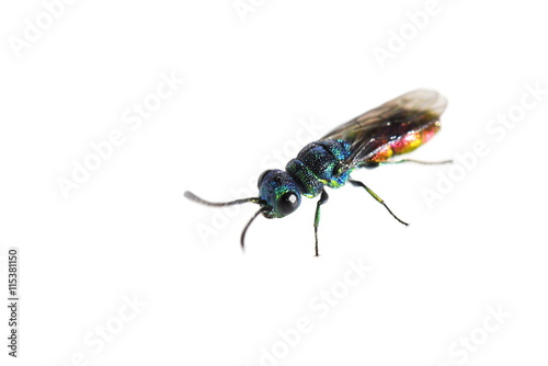 A colorful cuckoo wasp of the genus Chrysis isolated on white background