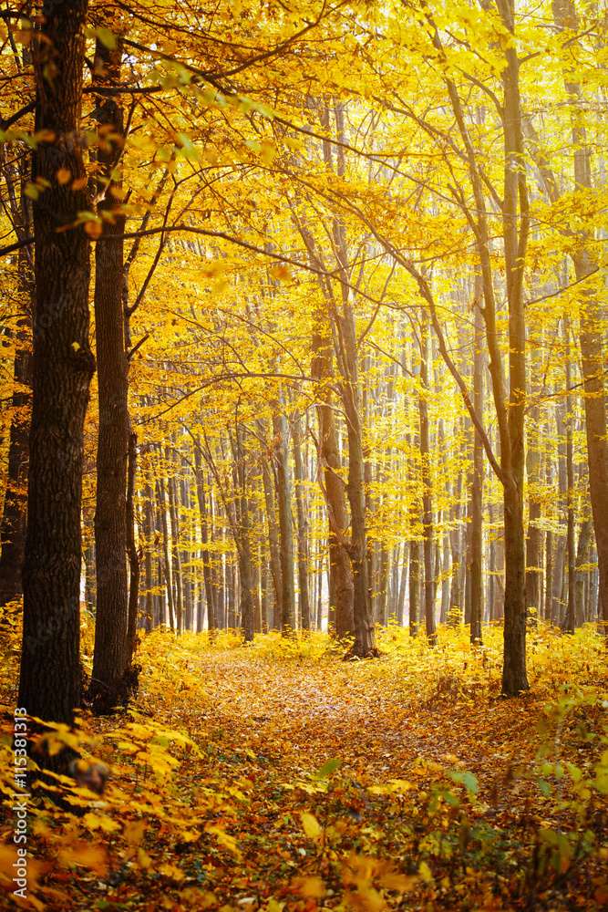 Golden autumnal forest with sunbeams