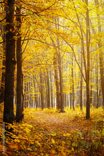 Golden autumnal forest with sunbeams © photolink