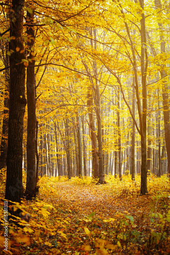 Golden autumnal forest with sunbeams