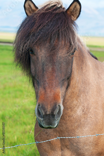 Iceland: un cavallo islandese in campagna il 29 agosto 2012. Il cavallo islandese è una razza nativa dell'Islanda di piccola misura, quasi come un pony 