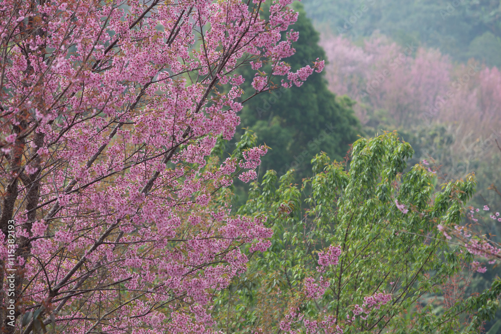 Wild Himalayan Cherry (Prunus cerasoides) at Thailand Wild Himalayan Cherry (Prunus cerasoides) at Thailand