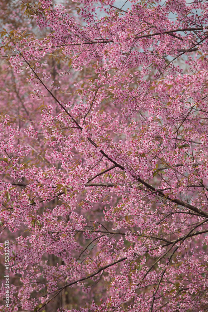 Wild Himalayan Cherry (Prunus cerasoides) at Thailand Wild Himalayan Cherry (Prunus cerasoides) at Thailand