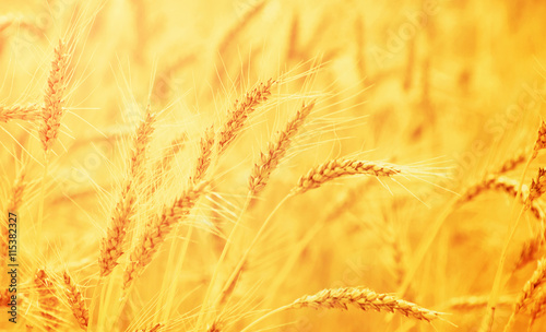 wheat