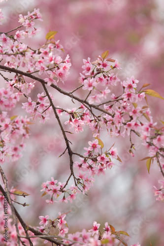 Wild Himalayan Cherry  Prunus cerasoides  at Thailand