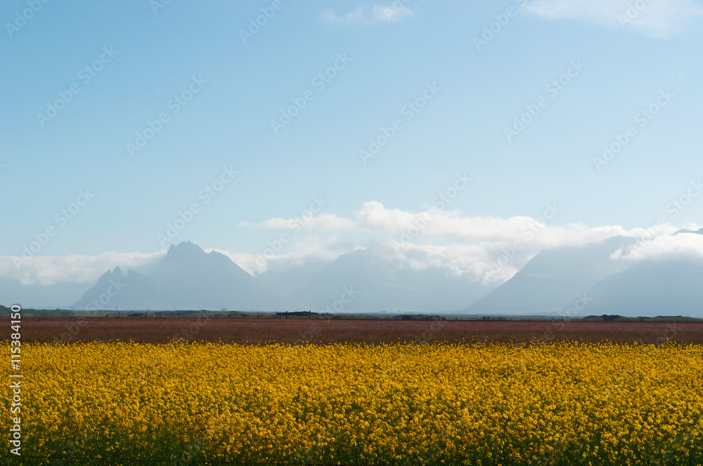 Islanda: fiori gialli nel paesaggio islandese il 20 agosto 2012. Il paesaggio islandese è considerato in tutto il mondo unico e diverso da qualsiasi altro sul pianeta