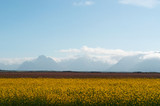 Islanda: fiori gialli nel paesaggio islandese il 20 agosto 2012. Il paesaggio islandese è considerato in tutto il mondo unico e diverso da qualsiasi altro sul pianeta