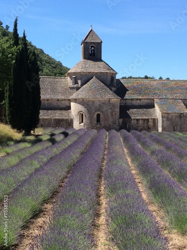 Lavender field at abbey in France