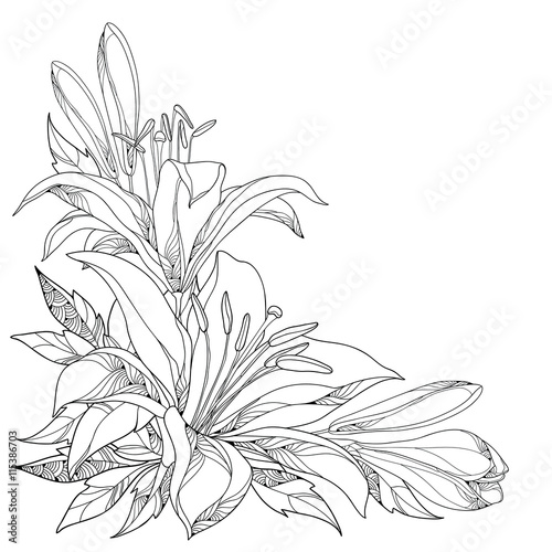 Vector bouquet with ornate white Lily flower, buds and leaves in black isolated on white. Corner composition with lilies. Floral elements in contour style for summer design and coloring book.