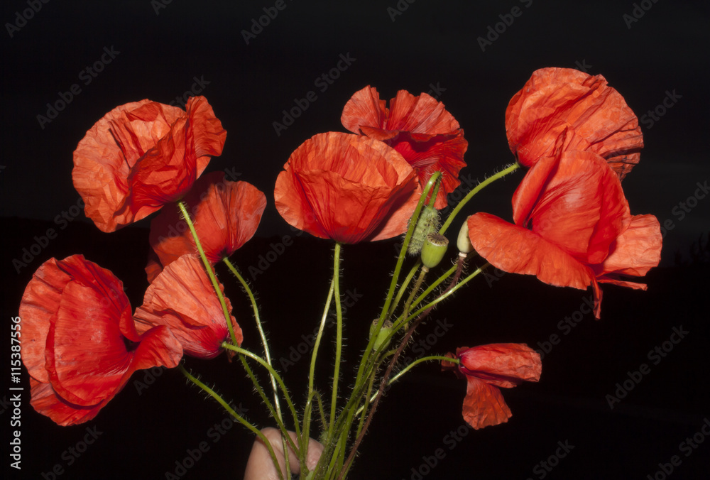 Naklejka premium bouquet of red poppy