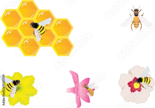Fototapeta Naklejka Na Ścianę i Meble -  Bee, honey, bright flowers, isolated vector illustration