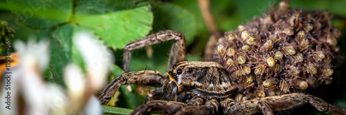 Tablou canvas Female wolf spider with babies