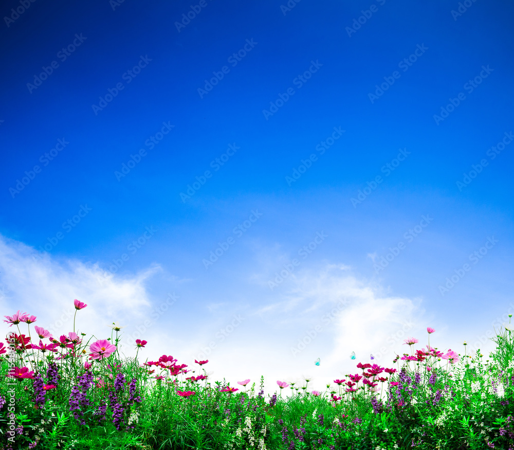 Cosmos flowers. Fresh flowers on blue sky background. Flower garden