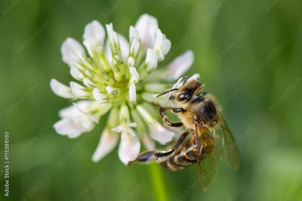 Honey bee feeding on the flower of clover. Honey bee feeding on the flower of clover.