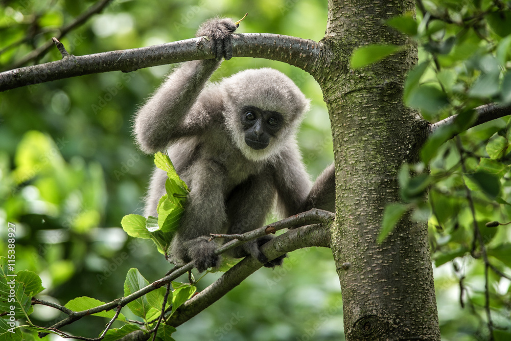 Obraz premium Young silvery gibbon