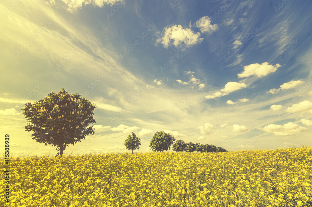 Obraz premium panorama wiosennego pola