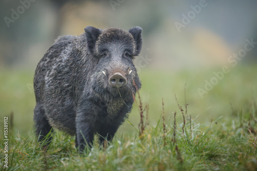 Wild boar, male with large tusks