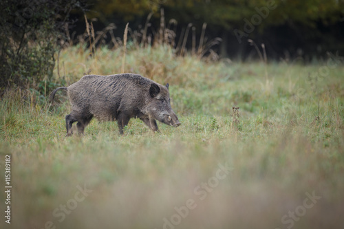 Wild boar in marsh 