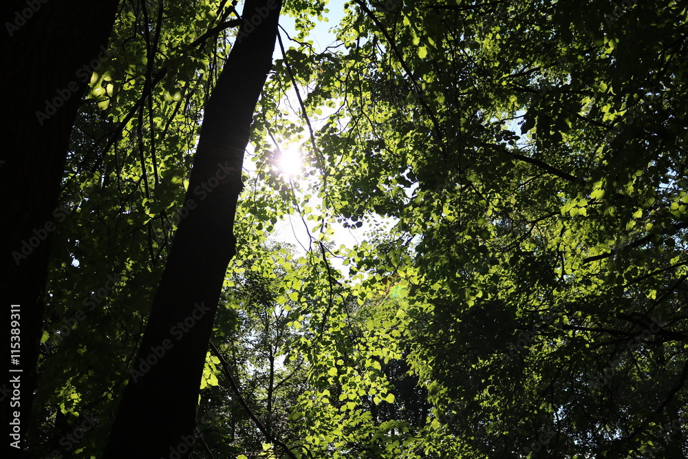 Naklejka premium the sun's rays make their way through the green foliage of the tree in the forest 