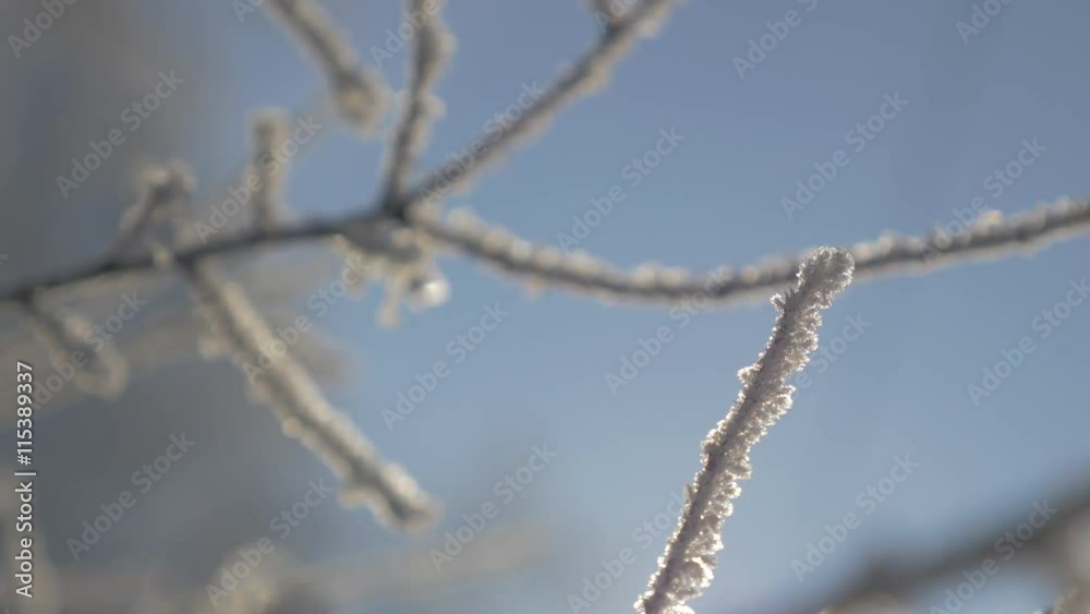 Hoarfrost on tree branch slow tilting 4K 2160p UHD video - Hoar frost on tree branches shine on early morning sun 4K 3840X2160 UHD footage Hoarfrost on tree branch slow tilting 4K 2160p UHD video - Hoar frost on tree branches shine on early morning sun 4K 3840X2160 UHD footage