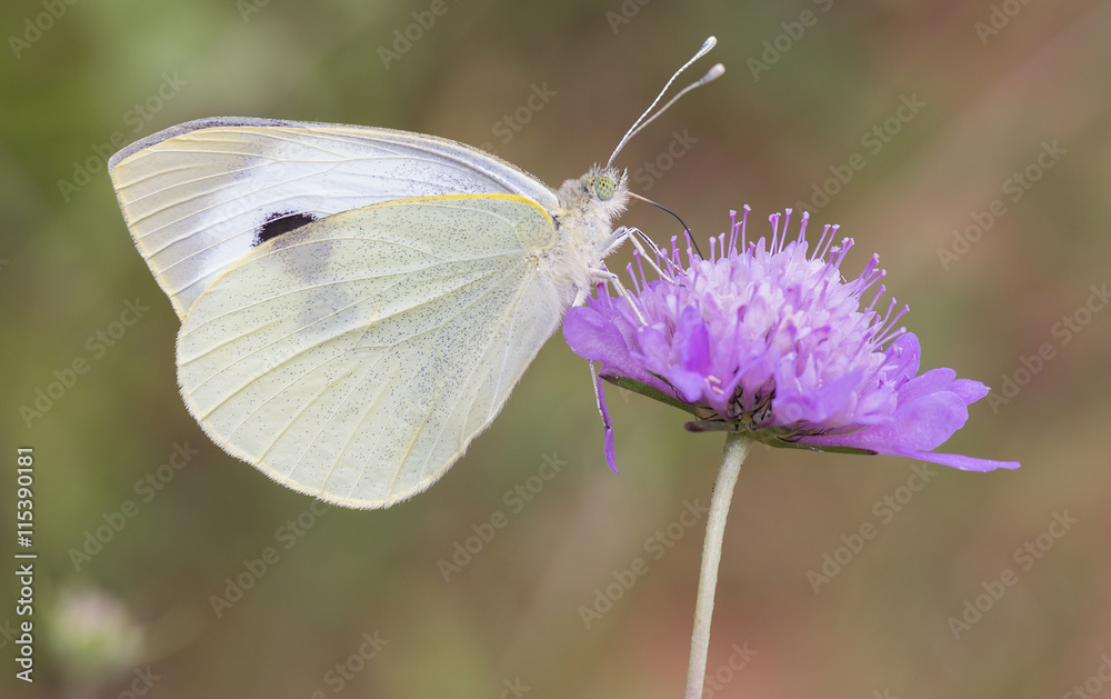 Cabbage white butterfly,Pieris brassicae Cabbage white butterfly,Pieris brassicae