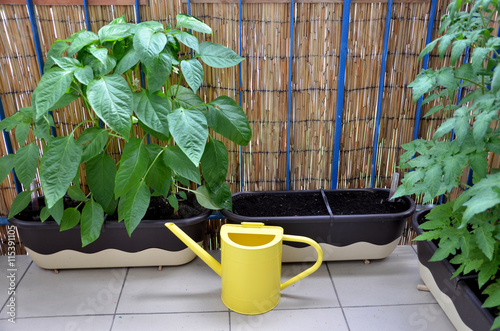 Yellow metal watering can on the balcony next to pepper and tomato plants in flower boxes