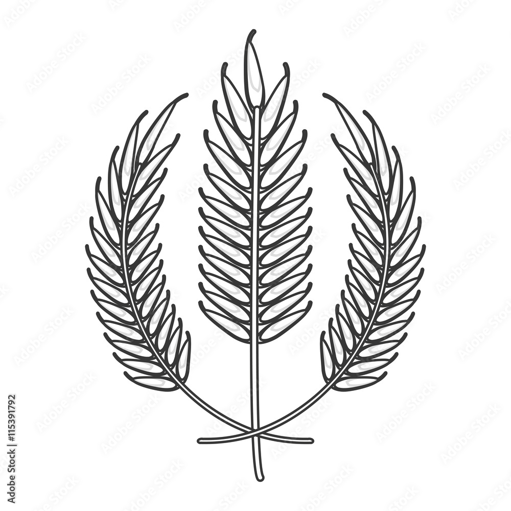 Wheat spike icon design Isolated vector illustration