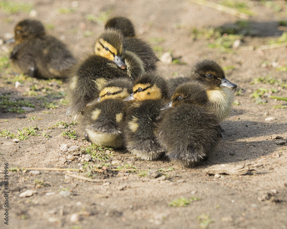 Obraz premium Ducklings