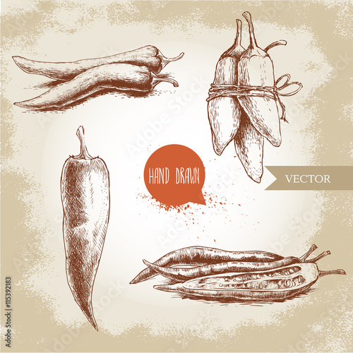 Hand drawn sketch style chili peppers set. Vintage eco food vector illustration. Ripe and sliced peppers. Grunge background.
