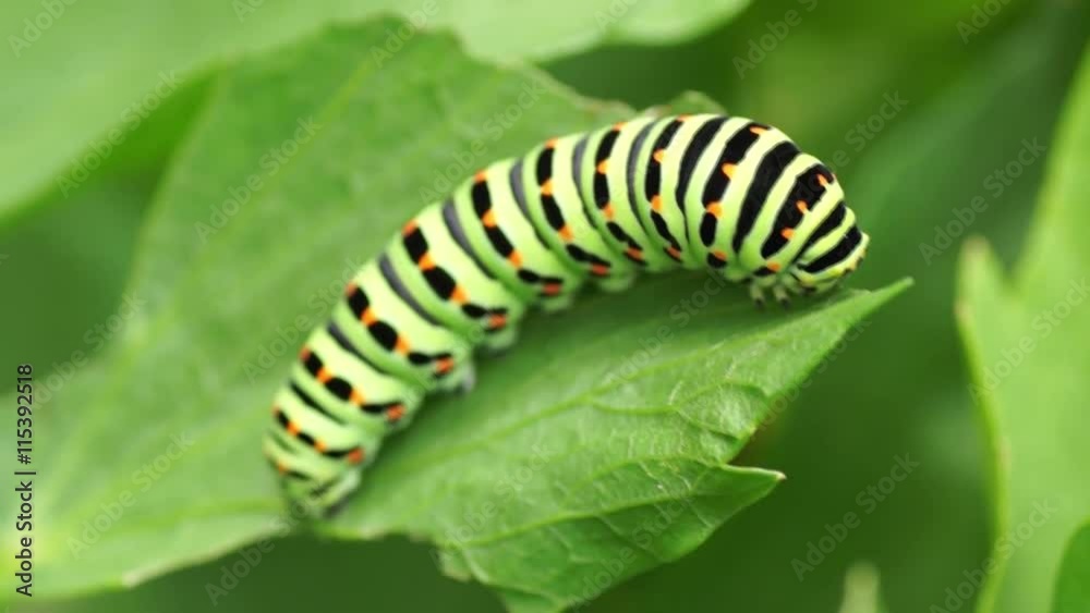 Schwalbenschwanz Raupe Schwalbenschwanz Raupe