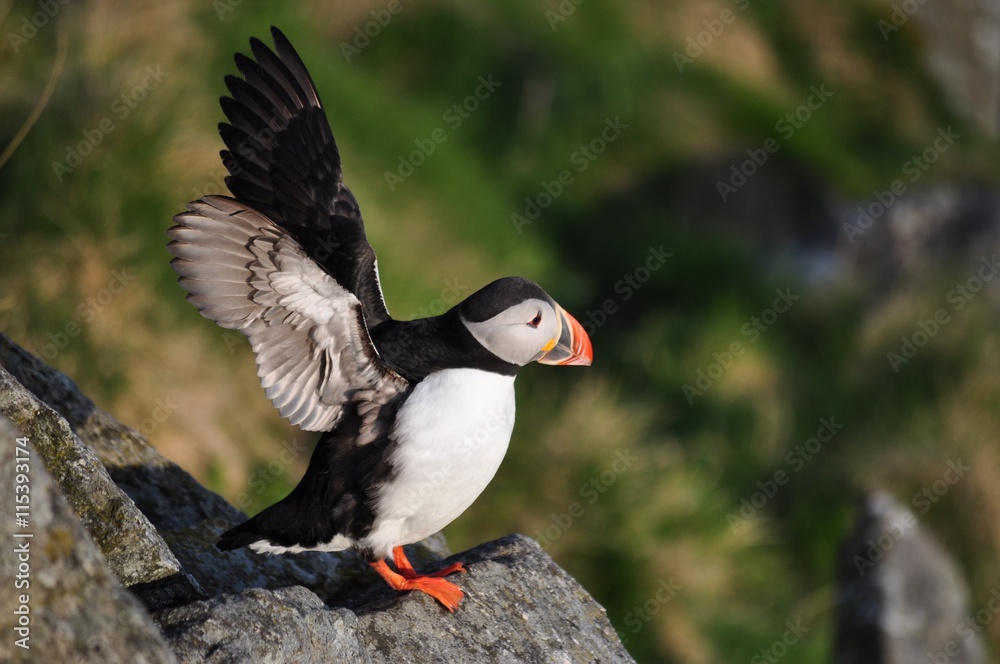 Obraz premium Puffin / Puffins are any of three small species of alcids in the bird genus Fratercula with a brightly coloured beak during the breeding season.
