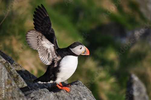 Puffin   Puffins are any of three small species of alcids in the bird genus Fratercula with a brightly coloured beak during the breeding season.