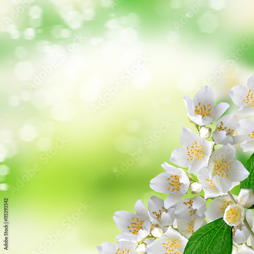 White jasmine flower. © alenalihacheva