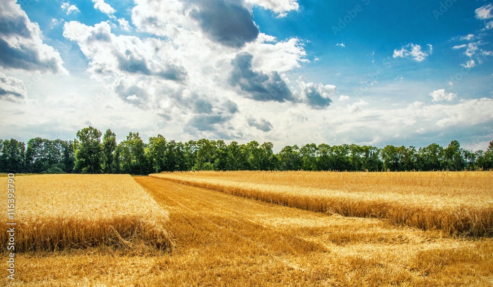 Fototapeta premium Kornfeld im Sommer vor mähen