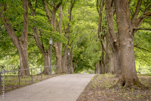 Photography Sidewalk leads the a forest of trees