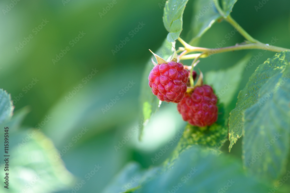Sweet and tasty raspberry Sweet and tasty raspberry