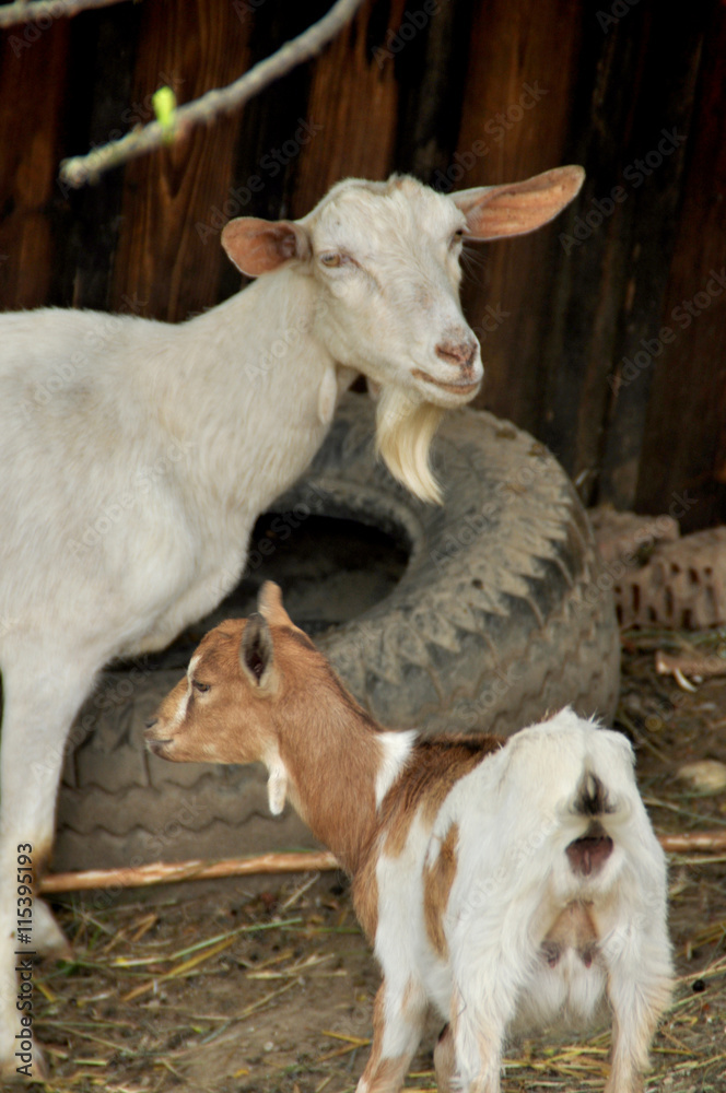 Obraz premium Ziegen