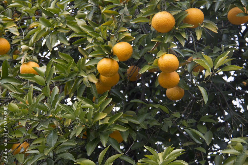 Fresh orange on plant, Orange tree.
