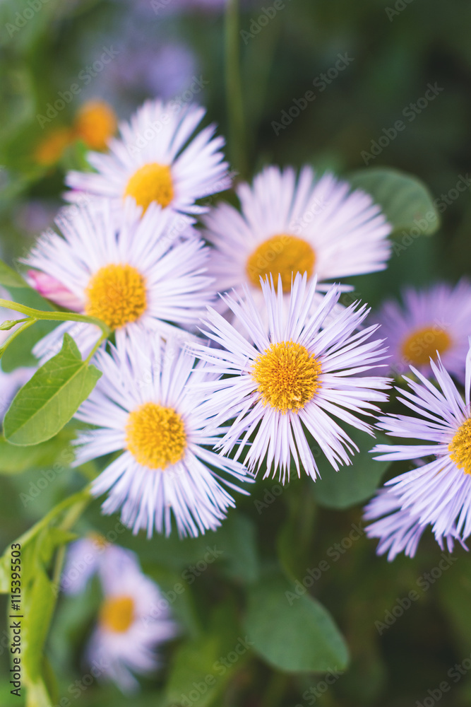 Italian asters, beautiful flowers, close up Italian asters, beautiful flowers, close up