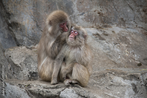 Monkeys in Nogeyama zoo, Japan photo