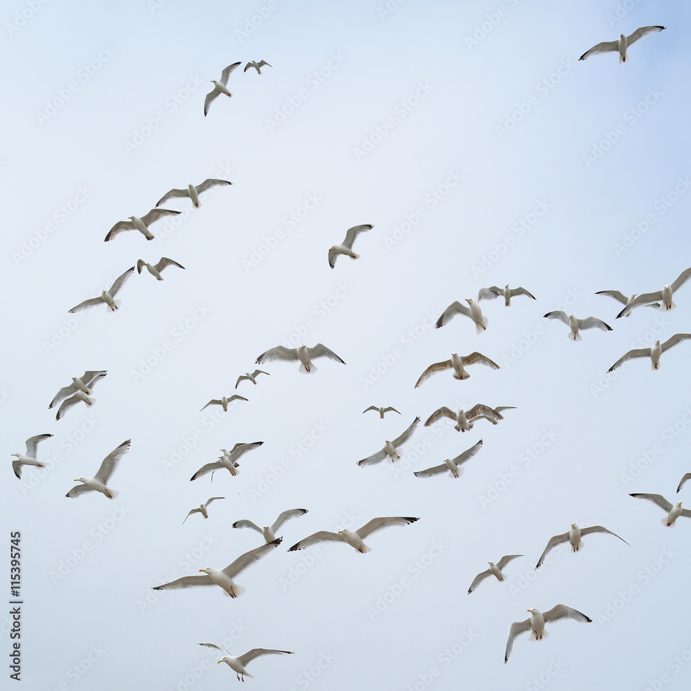 Flock of seagulls in coastal town Seaton, Devon