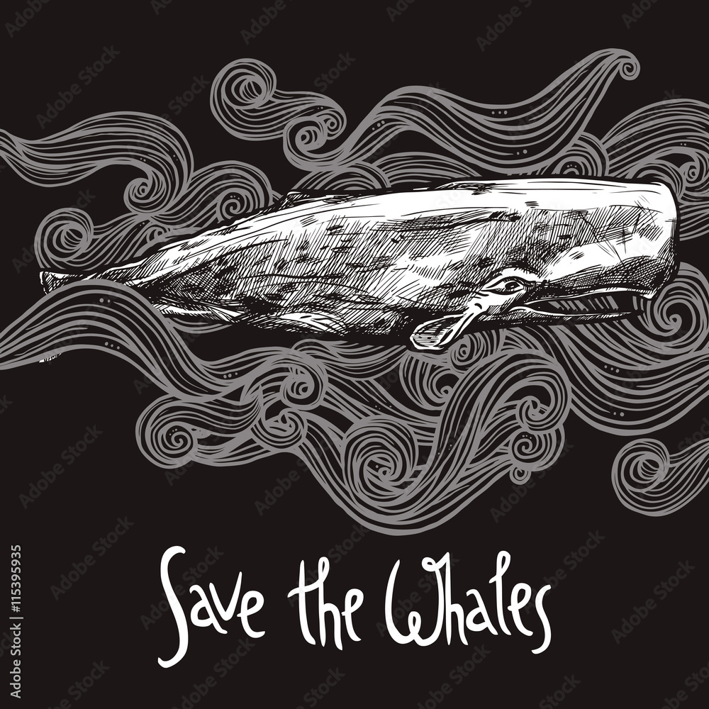 Fototapeta premium Hand Drawn Sperm Whale On Chalkboard