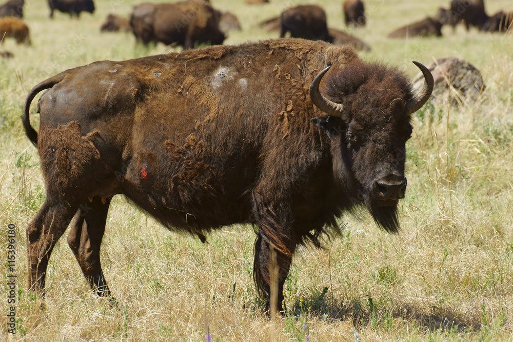 Buffalo in grassland of Custer State Park in South Dakota
