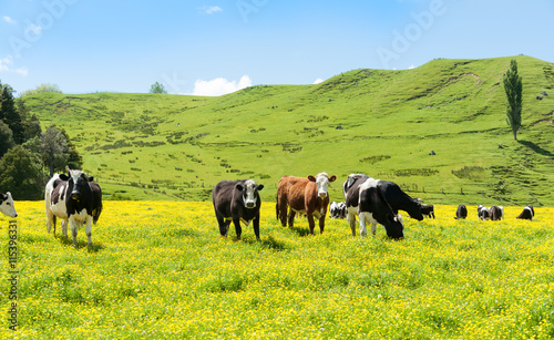 Obraz na plátne Hereford cattle grazing a field of yellow buttercup in front of green rolling New Zealand hills