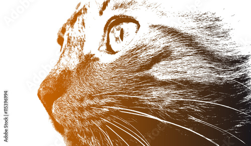 Head of a cat close up.