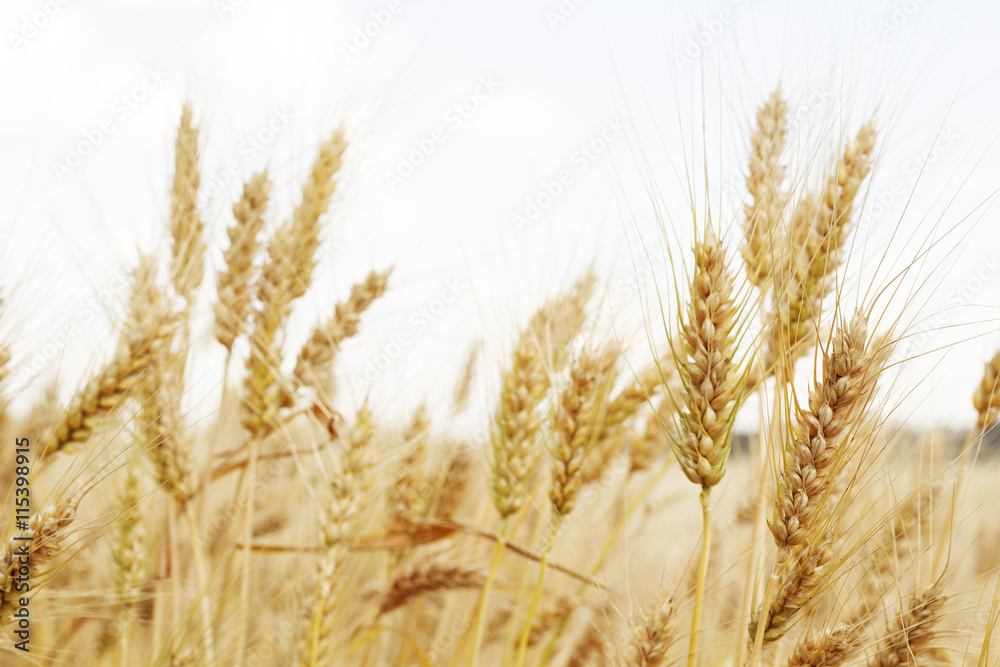 Fototapeta premium Field of wheat